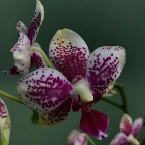 Meet your Posher, Camila